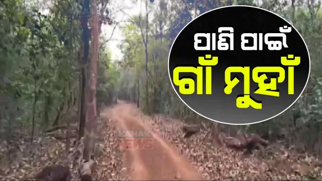 ଗରମ ଗୁଳୁଗୁଳିରେ ଅତିଷ୍ଠ ଜୀବନ । ବାଦ୍ ପଡୁନାହାନ୍ତି ଜୀବଜନ୍ତୁ, କୁଳଡିହାରେ ପାଣି ମୁନ୍ଦାଏ ପାଇଁ ଡହଳ ବିକଳ ଜଙ୍ଗଲ ଜୀବ