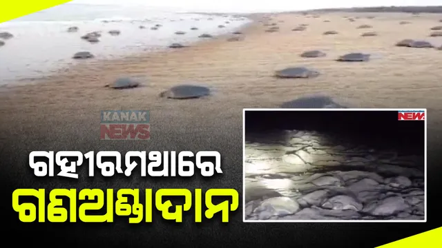 ଗହୀରମଥାରେ ଅଲିଭରିଡଲେଙ୍କ ସାମୁହିକ ଅଣ୍ଡାଦାନ ପ୍ରକ୍ରିୟା ଆରମ୍ଭ । ସମୁଦ୍ର କୂଳରେ ସୁରକ୍ଷା ବ୍ୟବସ୍ଥା ।