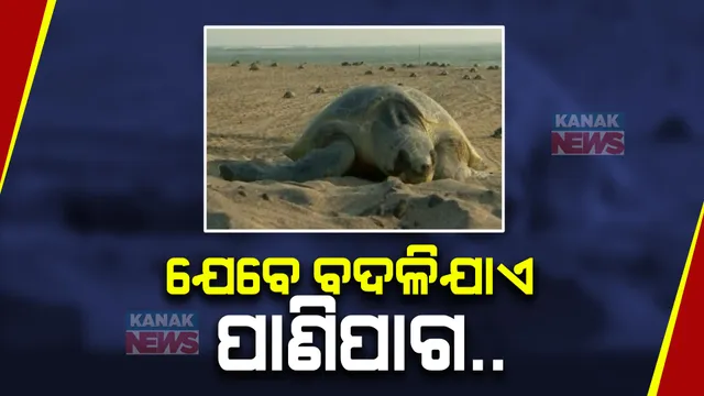 ଜଳବାୟୁ ପରିବର୍ତନ ଯୋଗୁଁ ବଦଳୁଛି ଋତୁଚକ୍ର । ଗୋଟିଏ ସମୟରେ ଅଲିଭରିଡଲେଙ୍କ ଅଣ୍ଡାଦାନ ସାଙ୍ଗକୁ ସମୁଦ୍ରକୁ ଯାଉଛନ୍ତି କଇଁଛ ଶାବକ