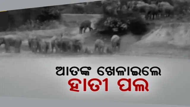 ମୟୁରଭଞ୍ଜ କାନପୁର ଅଂଚଳରେ ଥମୁନି ହାତୀ ଉପଦ୍ରବ । ୭୦ ଟିକିଆ ହାତୀପଲ ଯୋଗୁ ଲୋକେ ଭୟଭୀତ