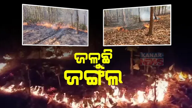 ଜଳୁଛି ଶିମିଳିପାଳ ଜଙ୍ଗଲ  । ନିଆଁ ଲିଭାଇବାକୁ ନାକେଦମ୍ ହେଉଛନ୍ତି ଫାୟାର ସ୍କ୍ୱାଡ ଓ ବନ କର୍ମଚାରୀ ।