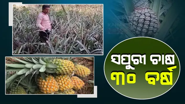 ସପୁରୀ ଚାଷ ଦେଇଛି ପରିଚୟ । ପଡ଼ିଆ ଜମିରେ ଉନ୍ନତ କିଶମର ସପୁରୀ ଚାଷ କରିଛନ୍ତି କେନ୍ଦ୍ରାପଡ଼ା ରାମନଗର ଗାଁର ପ୍ରଫୁଲ୍ଲ ମିସ୍ତ୍ରୀ