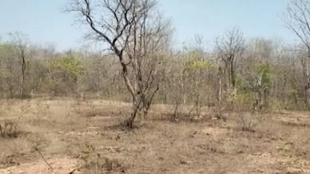 ବରଗଡ଼ରେ ବନବିଭାଗର ବଡ଼ ଦୁର୍ନୀତି ଅଭିଯୋଗ । ମିଥ୍ୟ ବିଲ କରି ଟଙ୍କା ହଡ଼ପ କରିଥିବା ନେଇ ଭିଜିଲାନ୍ସ ନିଟକରେ ଅଭିଯୋଗ ପରେ ଖରା ଦିନେ ଚାଲିଛି ବୃକ୍ଷ ରୋପଣ