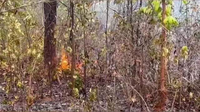 ୨ କିଲୋମିଟର ଦୂରରେ ବନ ବିଭାଗ । ହେଲେ ଡହଡହ ଖରାରେ ଜଳି ପାଉଁଶ ହୋଇଗଲା ହେମଗିରି ବ୍ଲକ କନିକା ଜଙ୍ଗଲ