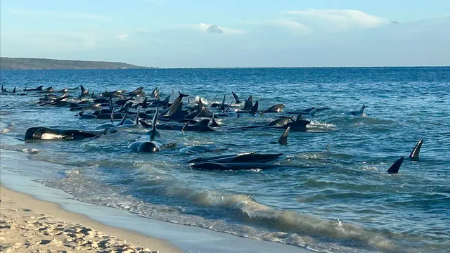 ବଂଚିଗଲେ ଶହେରୁ ଅଧିକ ତିମି । ଅଷ୍ଟ୍ରେଲିଆ ଉପକୂଳରେ ଫସିଯାଇଥିଲେ, ସ୍ଥାନୀୟ ଲୋକ ଓ ସାମୁଦ୍ରିକ ବିଶେଷଜ୍ଞଙ୍କ ସହଯୋଗଗରେ ଚାଲିଛି ଉଦ୍ଧାରକାର୍ଯ୍ୟ