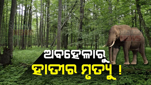 ବନ ବିଭାଗ ଅବହେଳା ପାଇଁ ଗଲା ହାତୀ ଜୀବନ! ଉତ୍ତରଘୁମୁସର ବନଖଣ୍ଡରେ ଆଖି ବୁଜିଲା ଦନ୍ତା ।