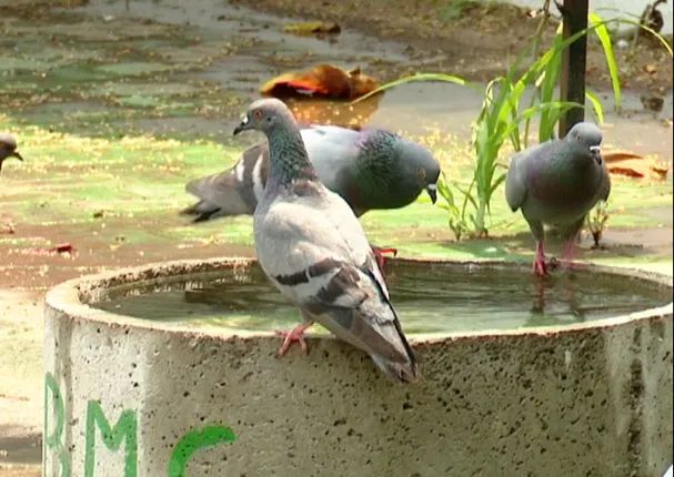 ଅସହ୍ୟ ତାତିରେ ଜଳୁଛି ରାଜ୍ୟ । ଜୀବଜନ୍ତୁଙ୍କ ପାଇଁ ଜଳ ଓ ଖାଦ୍ୟ ଯୋଗାଉଛନ୍ତି ସ୍ୱେଚ୍ଛାସେବୀ ସଂଗଠନ