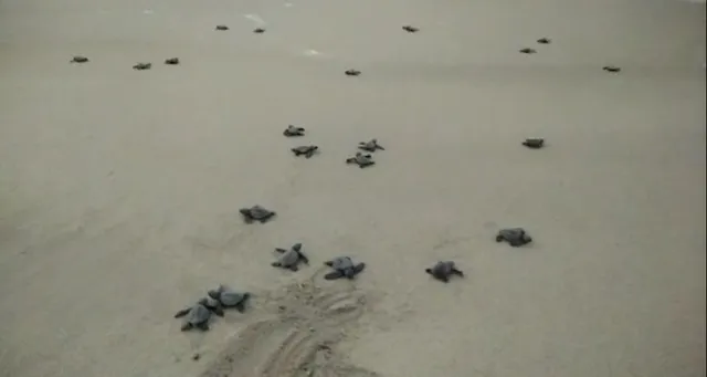 ସମୁଦ୍ର ମୁହାଁ ଅଲିଭରିଡଲେ କଇଁଛ ଛୁଆ । ଅଣ୍ଡାଦାନ ପରେ ସମୁଦ୍ର ବେଳାଭୂମିରେ ମନୋରମ ଦୃଶ୍ୟ ।