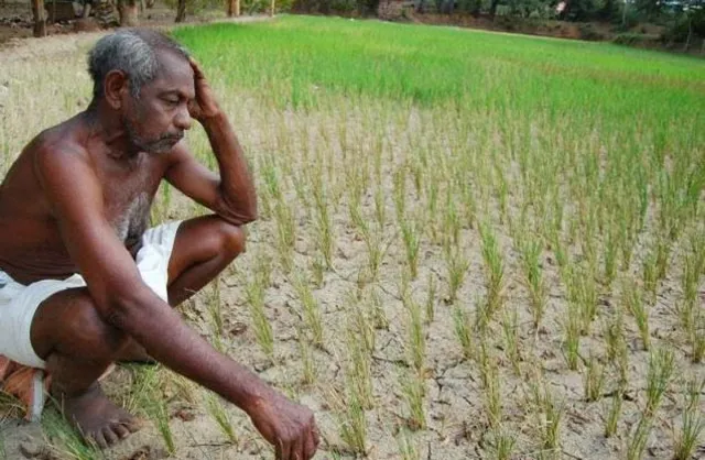 ଉଜୁଡିଗଲା ଅମଳ ଫସଲ: କଣାସ ସାହସପୁରରେ ନିଆଁ ଲାଗି ଏକର ଏକର ପାଚିଲା ଧାନ କିଆରି ନଷ୍ଟ