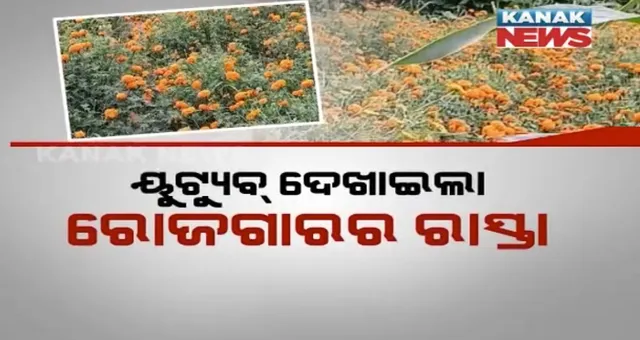 ଗେଣ୍ଡୁଫୁଲ ଚାଷରୁ ମିଳୁଛି ରୋଜଗାର: କଲିକତାରୁ ଫୁଲ ଚାରା କିଣି ଚାଷ କରୁଛନ୍ତି ବାଲେଶ୍ୱର ବାହନଗା ଅଂଚଳର ଦମ୍ପତି