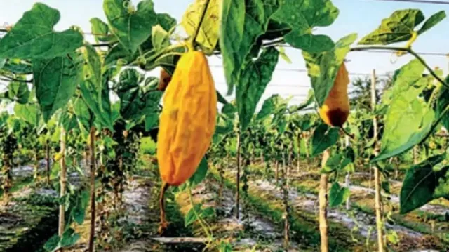 ଚୈତ୍ରମାସର ମୁଣ୍ଡଫଟା ଖରାରେ ଜଳିପୋଡି ଯାଉଛି ସୁନାର ଫସଲ । ଉଜୁଡା କ୍ଷେତକୁ ଦେଖି ଚାଷୀ ଆଖିରୁ ଗଡୁଛି ଲୁହ ।