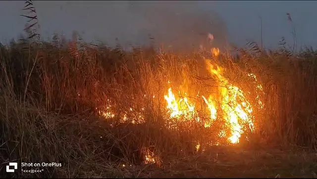 ଚିଲିକା ନଳବଣରେ ଭୟଙ୍କର ଅଗ୍ନିକାଣ୍ଡ । ହୁତୁହୁତୁ ହେଇ ଜଳୁଛି ନଳବଣ ।