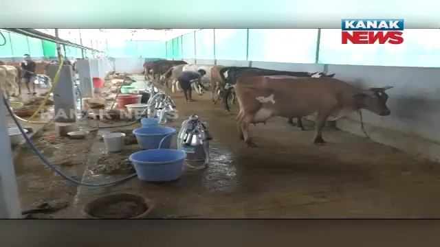 ବିଦେଶ ଫେରନ୍ତାଙ୍କ ଡାଇରି ଫାର୍ମ: ଦୈନିକ ଉତ୍ପାଦନ ହେଉଛି ୪୫୦ ଲିଟର କ୍ଷୀର