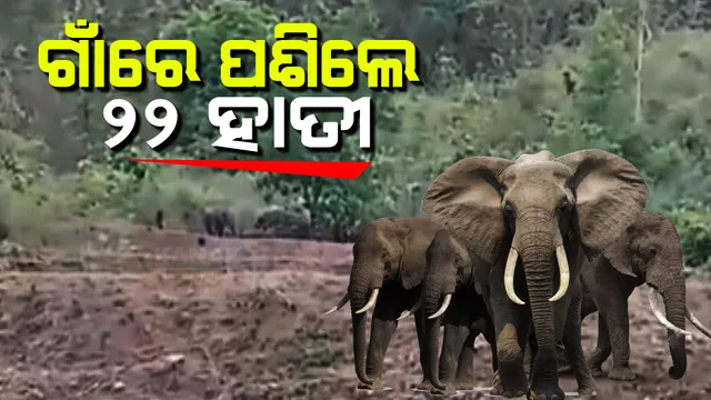 ପଶିଆସିଲେ ୨୨ ଟିକିଆ ହାତୀ ପଲ। ରାୟଗଡା ଜିଲ୍ଲା ମୁନିଗୁଡା ରେଞ୍ଜର ବିଭିନ୍ନ ସ୍ଥାନରେ ବୁଲୁଛନ୍ତି ହାତୀ । ସୁରକ୍ଷା ପାଇଁ ବନବିଭାଗର କଡା ନଜର  ।