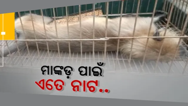 ଗାଁରେ ମାଙ୍କଡ ପଲଙ୍କ ଦୌରାତ୍ମ୍ୟ । ଲୋକଙ୍କୁ ଗୋଡେଇ ଗୋଡେଇ କରୁଛନ୍ତି ଆକ୍ରମଣ । ବାଲେଶ୍ୱର ରଘୁନାଥପୁର ପଂଚାୟତର ବିଭିନ୍ନ ଗାଁରେ ୧୫ରୁ ଅଧିକ ଆହତ ।