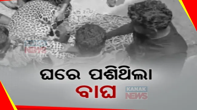 ସହରରେ ବାଘ ଆତଙ୍କ । କଲପତରିଆକୁ କାବୁ କଲା ବନ ବିଭାଗ । ବାରିପଦା ଭଞ୍ଜପୁର ବୁଢୀଖମାରୀ ଅଞ୍ଚଳରେ ଆତଙ୍କ । ୪ଘଂଣ୍ଟାର କସରତ ପରେ ଟ୍ରାଙ୍କୁଲାଇଜ କରି ଜାଲରେ ଧରିଲା ବନ ବିଭାଗ  ।