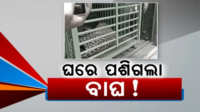 ୪ ଘଣ୍ଟା ଧରି ବାରିପଦାରେ ଆତଙ୍କ ଖେଳାଇଲା କଲରାପତରିଆ । ଟ୍ରାଙ୍କୁଲାଇଜ କରି କାବୁ କଲା ବନବିଭାଗର ରେସକ୍ୟୁ ଟିମ୍ । ସ୍ଥାନୀୟ ବାସିନ୍ଦା ଭୟଭୀତ