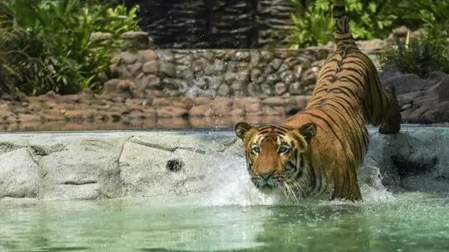 ଗରମରୁ ମୁକ୍ତି ପାଇଁ ଚିଡ଼ିଆଖାନାରେ ସ୍ୱତନ୍ତ୍ର ବ୍ୟବସ୍ଥା । ପଶୁପକ୍ଷୀଙ୍କ ପାଇଁ ତିଆରି ହୋଇଛି ପୋଖରୀ, ଖୁଆଡ଼ରେ ଲାଗିଛି ଫ୍ୟାନ ଓ କୁଲର