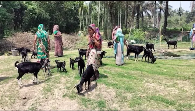 ଜଳେଶ୍ୱର ଗୋପାଳପୁର ଗାଁ ମହିଳାଙ୍କ ନିଆରା ପ୍ରୟାସ: ସ୍ୱୟଂ ସହାୟକ ଗୋଷ୍ଠୀ ଗଠନ କରି କରୁଛନ୍ତି ଛେଳିଚାଷ