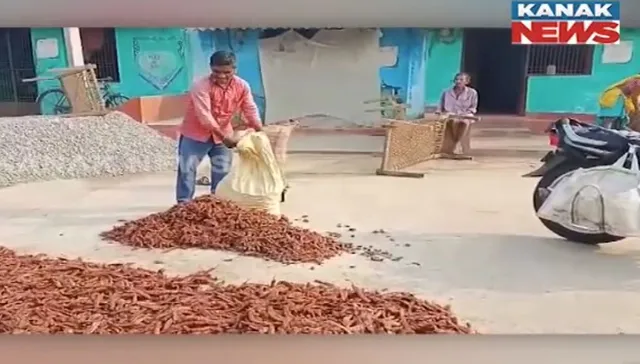 ତେନ୍ତୁଳି ଉତ୍ପାଦନରେ ରାୟଗଡ଼ା ଆଗୁଆ: ତେନ୍ତୁଳି ବିକ୍ରି କରି ଜୀବିକା ନିର୍ବାହ କରନ୍ତି ଆଦିବାସୀ