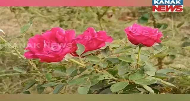 ଗୋଲାପ ଚାଷର ଗାଁ ଭାବରଚାନ୍ଦ: ରତିକାନ୍ତଙ୍କ ଫୁଲ ଚାଷ ପାଇଁ ଗାଁକୁ ମିଳିଛି ସ୍ୱତନ୍ତ୍ର ପରିଚୟ