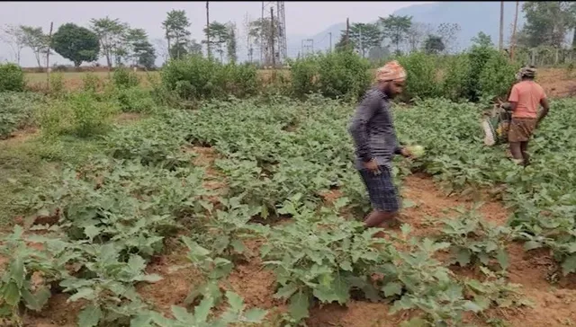 ଗଞ୍ଜାମର ପ୍ରସିଦ୍ଧ ଗୋଛା ବାଇଗଣ: ଏକର ଏକର ଜମିରେ ବାଇଗଣ ଚାଷ କରିଛନ୍ତି ଗୋଛା ପଞ୍ଜାୟତର ଚାଷୀ