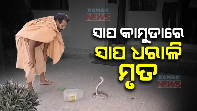 ସାପ ଚୋଟରେ ସାପ ଧରାଳି ମୃତ । ମହଙ୍ଗା ପଡିଲା ବିଷଧର ନାଗ ସାପ ସହ ଖେଳ ।