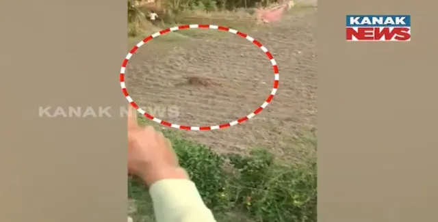 ବାଲେଶ୍ୱରରେ ବାଘ ଆତଙ୍କ! ଜଣେ ମହିଳାଙ୍କୁ ବାଘ ଆକ୍ରମଣ କରିଥିବା ସୂଚନା