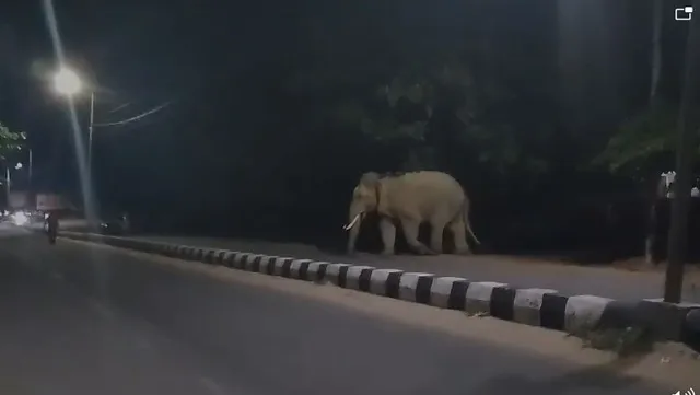 ରାଜଧାନୀ ରାଜରାସ୍ତାରେ ବୁଲୁଛନ୍ତି ଗଜରାଜ । ଭୁବନେଶ୍ୱର ଅନ୍ଧାରୁଆ ଅଞ୍ଚଳରେ ଜନବସତି ମୁହାଁ ହାତୀ ।