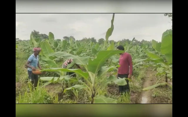 କୋକସରାର ସଫଳ ଚାଷୀ ସୁଧାଂଶୁ । ମାଛ, କୁକୁଡ଼ା ଓ ପନିପରିବା ଚାଷ କରି ଲାଭବାନ