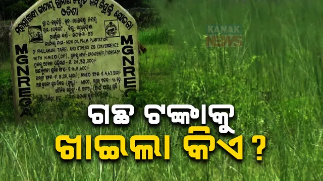ପାମ୍ ଅଏଲ ପ୍ଲାଣ୍ଟେସନ ନାମରେ ଦୁର୍ନୀତି ଅଭିଯୋଗ । ଉଦଳାରେ ଉଦ୍ୟାନ ନାଁରେ ମିଛ ତଥ୍ୟ ଦେଇ ଲକ୍ଷାଧିକ ଟଙ୍କା ହରିଲୁଟ୍