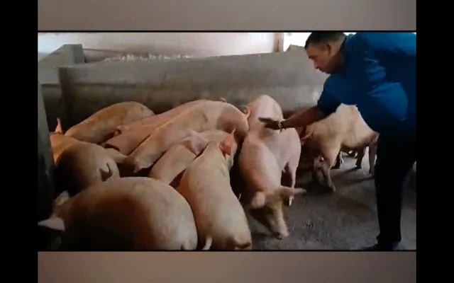 ରୋଜଗାର ଦେଇଛି ଧଳା ଘୁଷୁରି ଚାଷ । ୟୁଟ୍ୟୁବରୁ ନେଇଛନ୍ତି ପ୍ରଶିକ୍ଷଣ