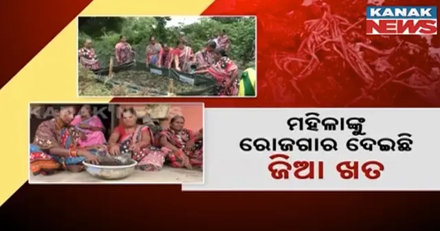 ଝାରସୁଗୁଡା ଦଲକି ପଂଚାୟତ ଏସଏଚଜି ମହିଳାଙ୍କ ନିଆରା ଉଦ୍ୟମ । ଜିଆଖତ ପ୍ରସ୍ତୁତ କରି କରୁଛନ୍ତି ବିକ୍ରି