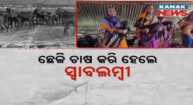 ଛେଳି ଚାଷରୁ ଭଲ ରୋଜଗାର । ଗଂଜାମ ଧରାକୋଟରେ ଗାଁ ମହିଳାମାନେ ଛେଳି ଚାଷ କରି ହେଉଛନ୍ତି ଲାଭବା. ପ୍ରାଣୀ ସଂପଦ ବିଭାଗ ଯୋଗାଉଛି ସହାୟତା