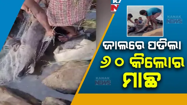 ସମ୍ବଲପୁର ସାଇଫନରେ ଜାଲରେ ପଡିଲା ୬୦ କିଲୋର ମାଛ । ୪ରୁ ୫ ଜଣ ଜାଲ ଟାଣି ଉଠାଇଲେ ମାଛ ।