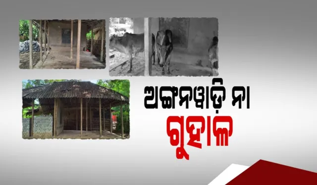 ଅବ୍ୟବସ୍ଥିତ ଅଙ୍ଗନୱାଡି କେନ୍ଦ୍ର । ରାତିରେ ପାଲଟୁଛି ଗାଇ ଗୁହାଳ । ସକାଳେ ଗୋବର ସଫା କରି ପାଠ ପଢୁଛନ୍ତି କୁନି କୁନି ପିଲା