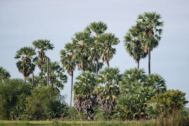 ମନଇଚ୍ଛା କାଟିପାରିବେନି ତାଳଗଛ । ବିନା ଅନୁମତିରେ ତାଳଗଛ କାଟିଲେ ନିଆଯିବ କଡା କାର୍ଯ୍ୟାନୁଷ୍ଠାନ । 