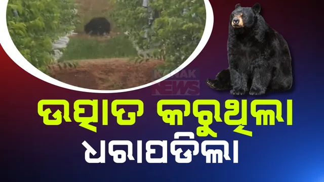 ଯନ୍ତାରେ ପଡ଼ିଲା ଜଙ୍ଗଲି ଭାଲୁ ; କୋରାପୁଟ ବୋରିଗୁମ୍ମାରେ କରୁଥିଲା ଉତ୍ପାତ