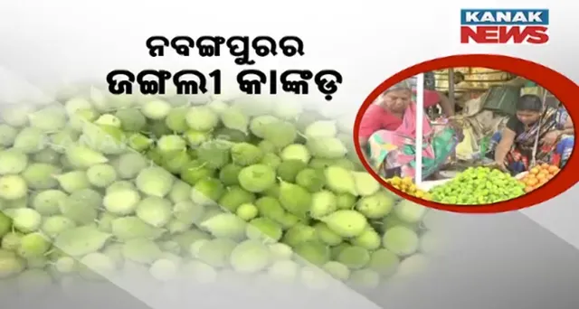 ଜଙ୍ଗଲୀ କାଙ୍କଡର ବଢୁଛି ଆଦର । କାଙ୍କଡ ସଂଗ୍ରହ କରି ଜୀବିକା ନିର୍ବାହ କରୁଛନ୍ତି ଆଦିବାସୀ, ବଜାରରେ ବଢୁଛି ଗ୍ରାହକଙ୍କ ଆଦର