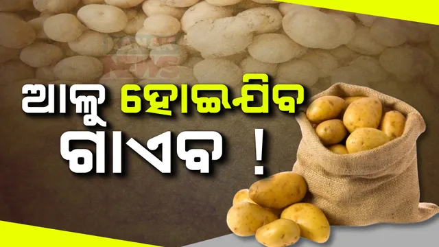 ବଜାରରୁ ଗାଏବ ହୋଇଯିବ ଆଳୁ! ଆଉ ଦିନଟିଏ ପାଇଁ ଆଳୁ ମହଜୁଦ