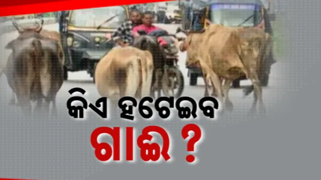 NH ନା ଗୁହାଳ ! ରାଜରାସ୍ତାରେ ଗାଈଗୋରୁଙ୍କ ରାଜୁତି । ବଢୁଛି ଟ୍ରାଫିକ୍ ସମସ୍ୟା, ବଢୁଛି ଦୁର୍ଘଟଣା ।