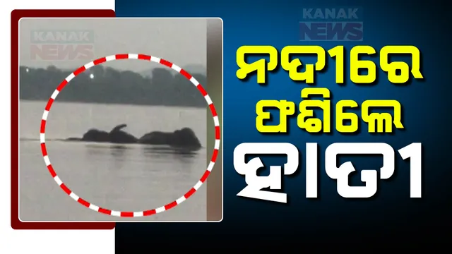 ମହାନଦୀରେ ଫଶିଗଲେ ହାତୀ ପଲ; ସେପଟେ ସୁନ୍ଦରଗଡରେ ୨୨ ଟିକିଆ ହାତୀ ପଲଙ୍କ ଉପଦ୍ରବ 