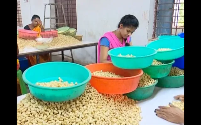 ରୋଜଗାର ଦେଉଛି କୋରାପୁଟିଆ କାଜୁ । ସ୍ଥାନୀୟ ଅଞ୍ଚଳର ମହିଳାଙ୍କୁ ମିଳୁଛି କର୍ମ ନିଯୁକ୍ତି । ଉତ୍ପାଦନ କମ୍ ହେବାରୁ ଆଫ୍ରିକା କାଜୁ ଉପରେ ନିର୍ଭର