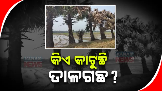 ସରକାରୀ ନିୟମର ଉଲ୍ଲଂଘନ । ଦିନ ଦିପହରରେ କଟଯାଉଛି ତାଳ ଗଛ, ଭୋଗରାଇରେ କୀଟନାଶକ ଔଷଧ ପକାଇ ଗଛ ନଷ୍ଟ କରାଯାଥିବା ଅଭିଯୋଗ 