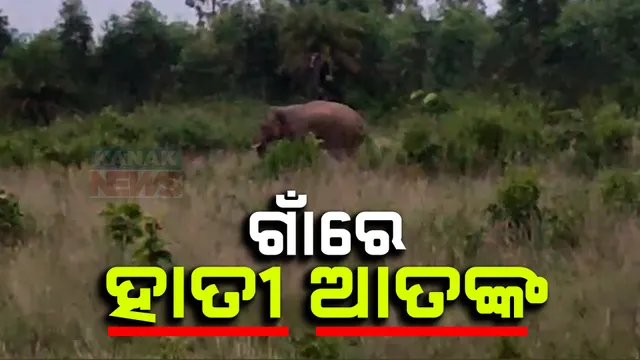 ସୁନ୍ଦରଗଡ ବଡ଼ଗାଁ ଫରେଷ୍ଟ ରେଞ୍ଜ କୁରେଇବଗା ଗାଁରେ ହାତୀ ଆତଙ୍କ । ଦନ୍ତାହାତୀକୁ ଘଉଡାଇବାକୁ ବନ ବିଭାଗ ନୟାନ୍ତ