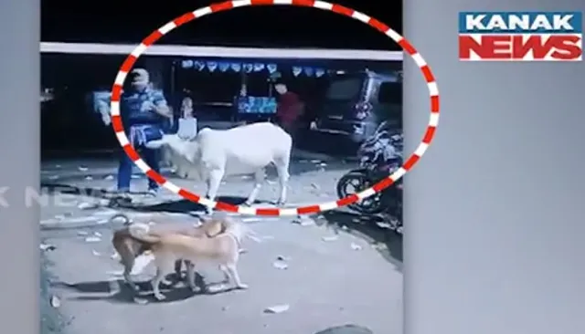 ରାଜଧାନୀରେ ମାତିଛନ୍ତି ଗୋରୁ ମାଫିଆ, ରାସ୍ତାରୁ ଚୋରାଇ ନେଉଛନ୍ତି ଗାଈ