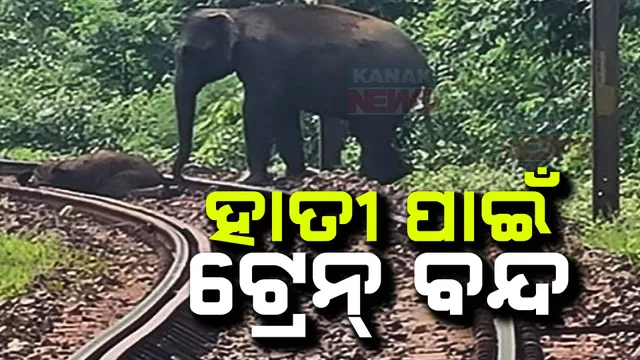 ହାତୀ ପାଇଁ ଟ୍ରେନ ବନ୍ଦ ; ସୁନ୍ଦରଗଡ଼ରେ ରେଳ ଧାରଣାରେ ମୃତ ହାତୀ ଛୁଆକୁ ଜଗିରହିଛନ୍ତି  ହାତୀପଲ୍ଲ । 