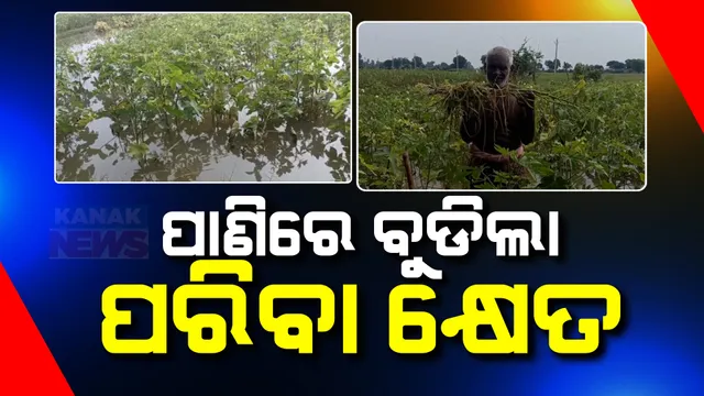 ଚାଷ ଜମିରେ ପଶିଲା ପାଣି; ବାଙ୍କୀ , ବାଲେଶ୍ୱରରେ ବୁଡିଲା ଶହଶହ ଏକର ବିଲ ପାଣିରେ ବୁଡ଼ିଛି ପରିବା କ୍ଷେତ