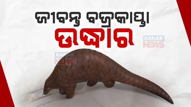 ବଜ୍ରକାପ୍ତା ଚାଲାଣ କରୁଥିଲେ ଧରାପଡିଲେ ; ୩ ଚାଲାଣକାରୀଙ୍କୁ ଗିରଫ କଲା କୋରାପୁଟ ବନବିଭାଗ