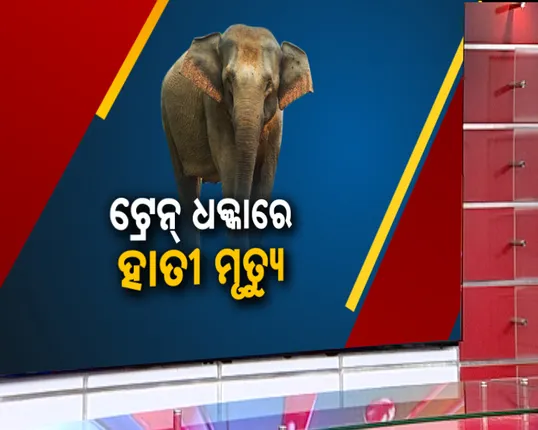 ରେଳ ଧାରଣାରେ କଟି ଚାଲିଗଲା ଛୁଆ ହାତୀର ଜୀବନ ; ମୃତ ଦେହକୁ ମା’ ହାତୀ ସହ ଜଗି ରହିଛନ୍ତି ହାତୀପଲ 